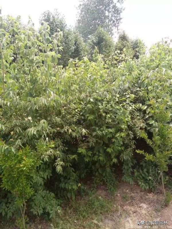 上海优质金银木价格,金银木价格一览表