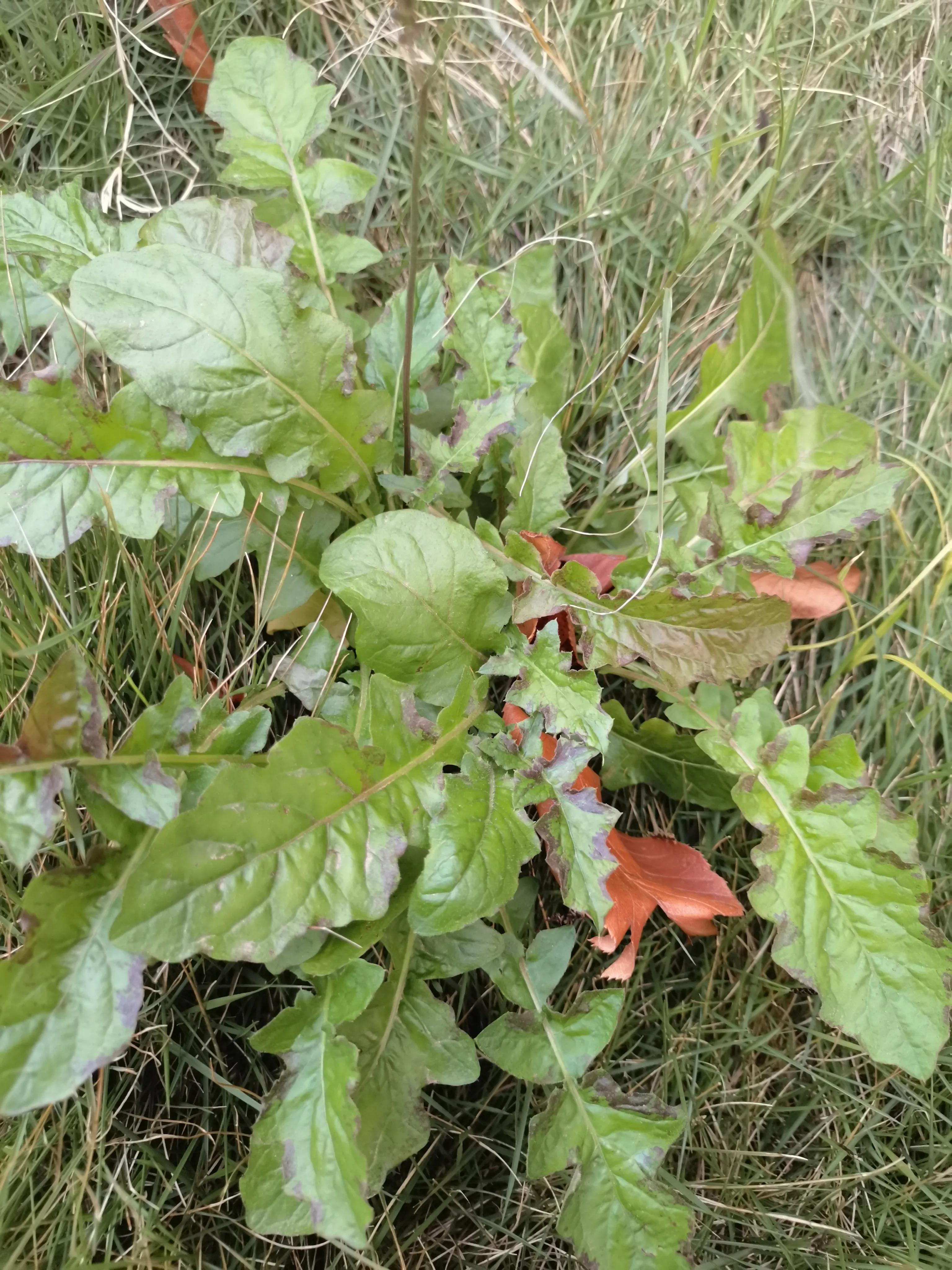 常见小区绿化100种植物图片,常见的小区绿化植物