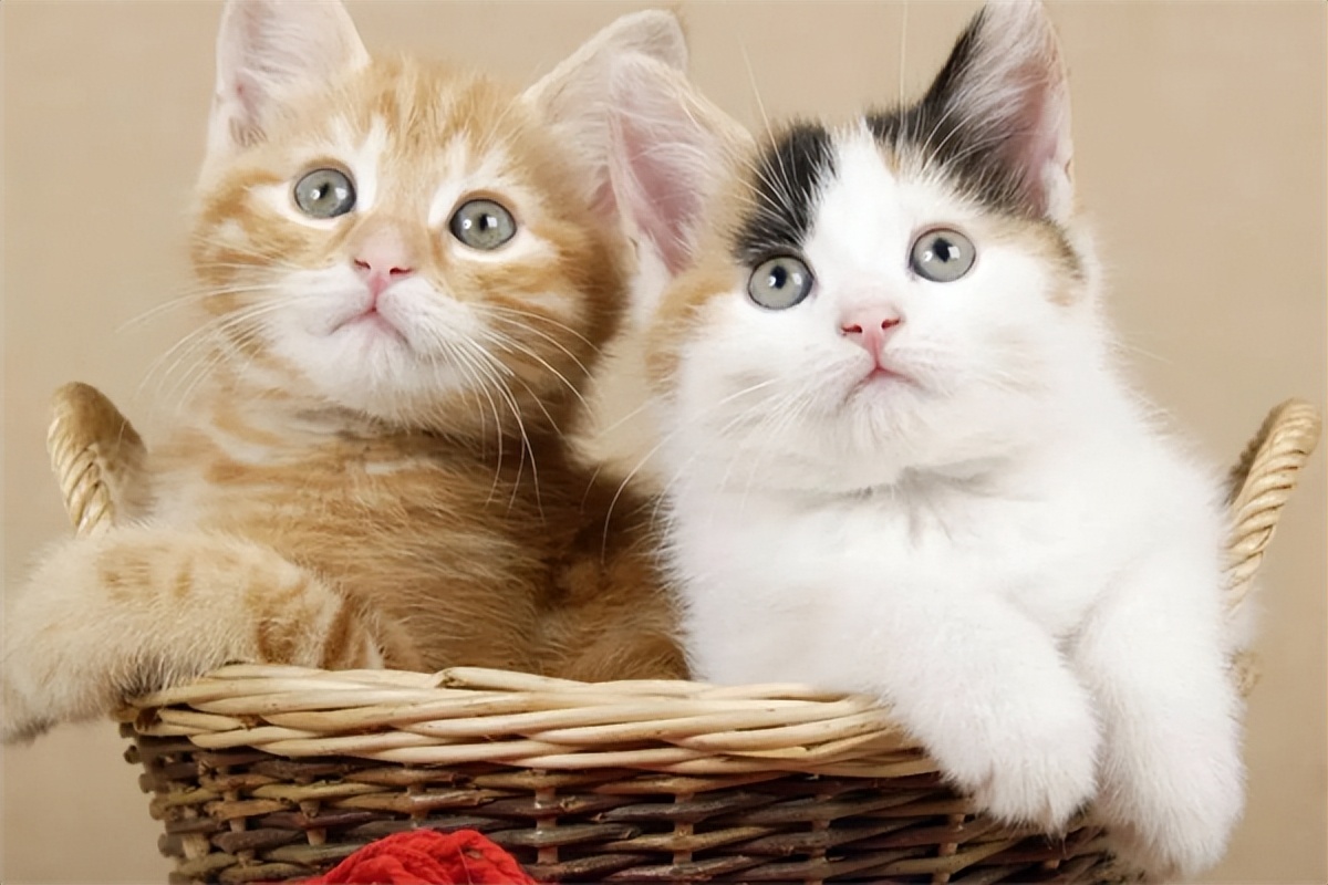 普安特驱虫药猫咪用了怎么样,普安特驱虫药猫咪吃了呕吐