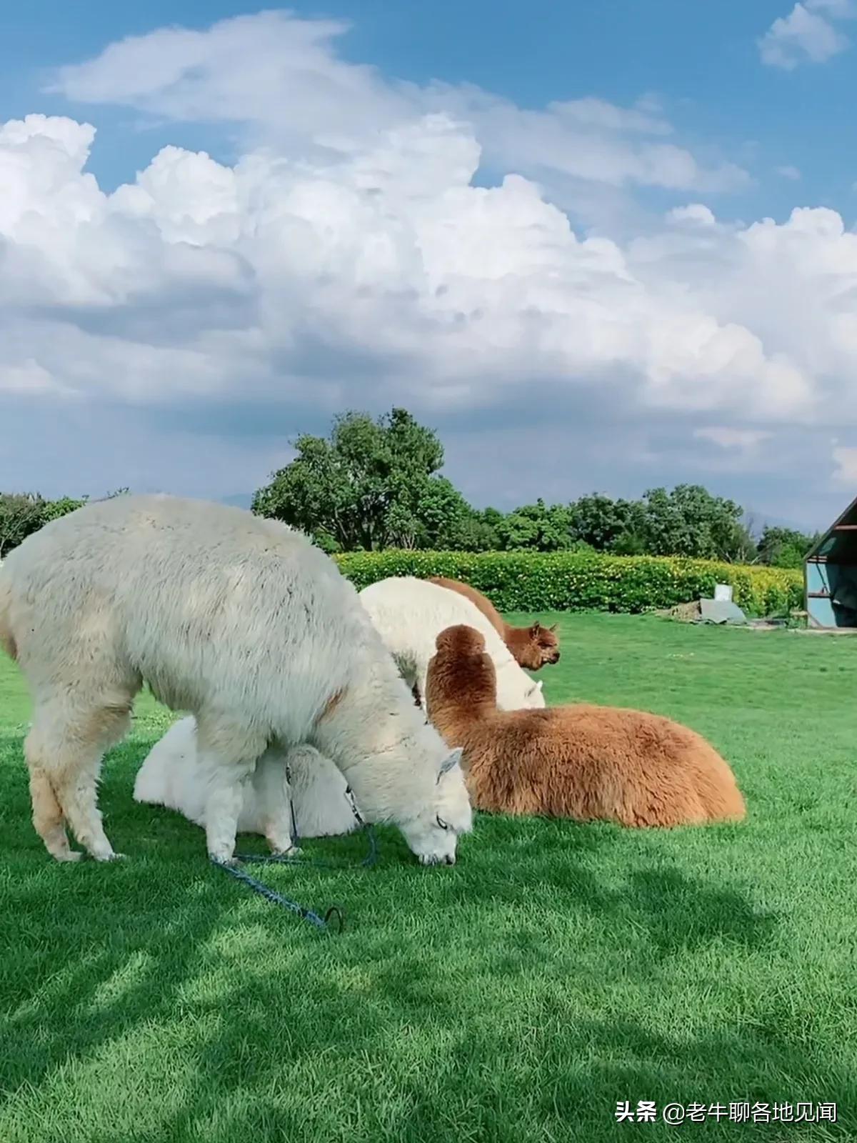 短租住酒店还是民宿好,短租旅居式旅行