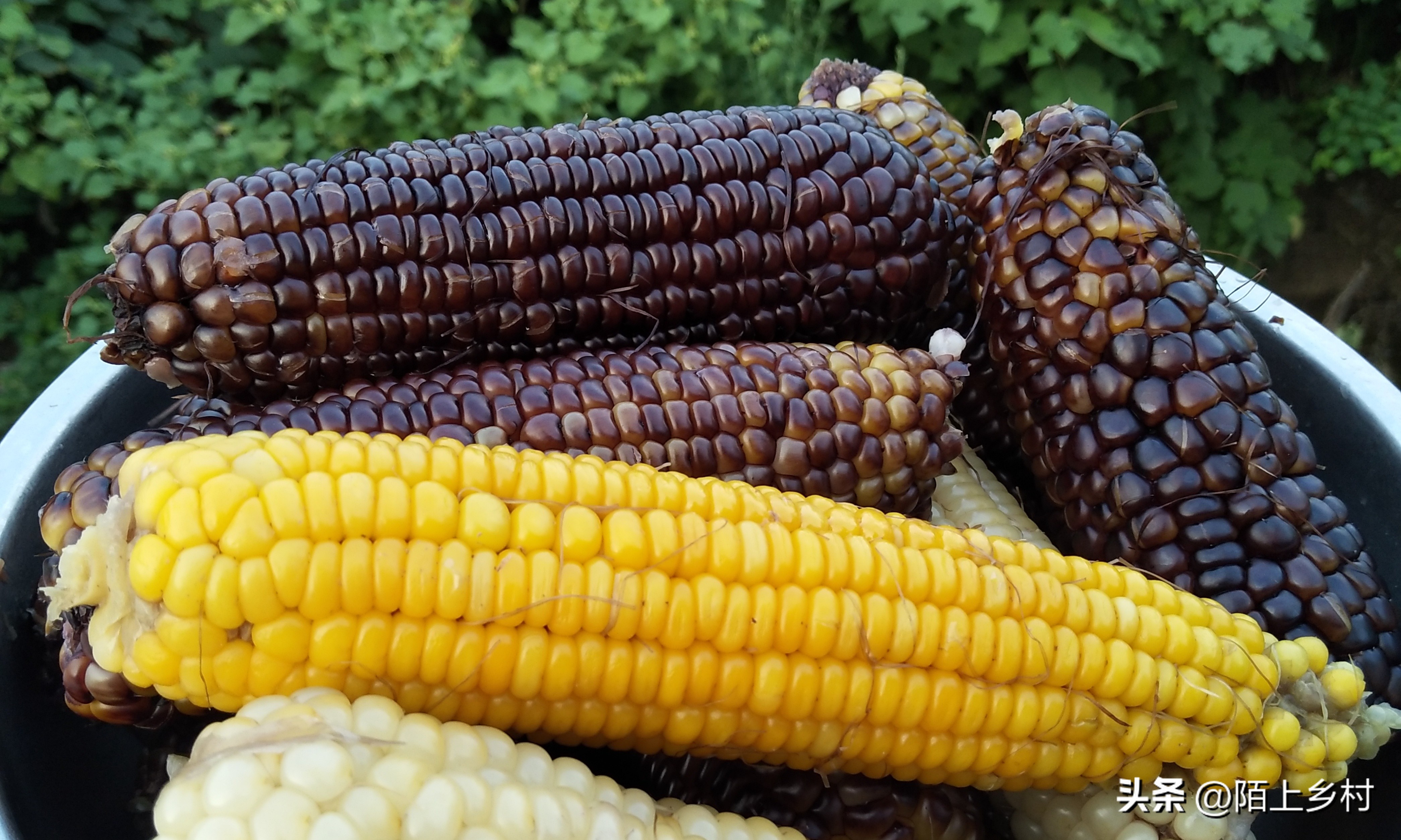 全国哪里的玉米最多最便宜,哪儿的玉米最好