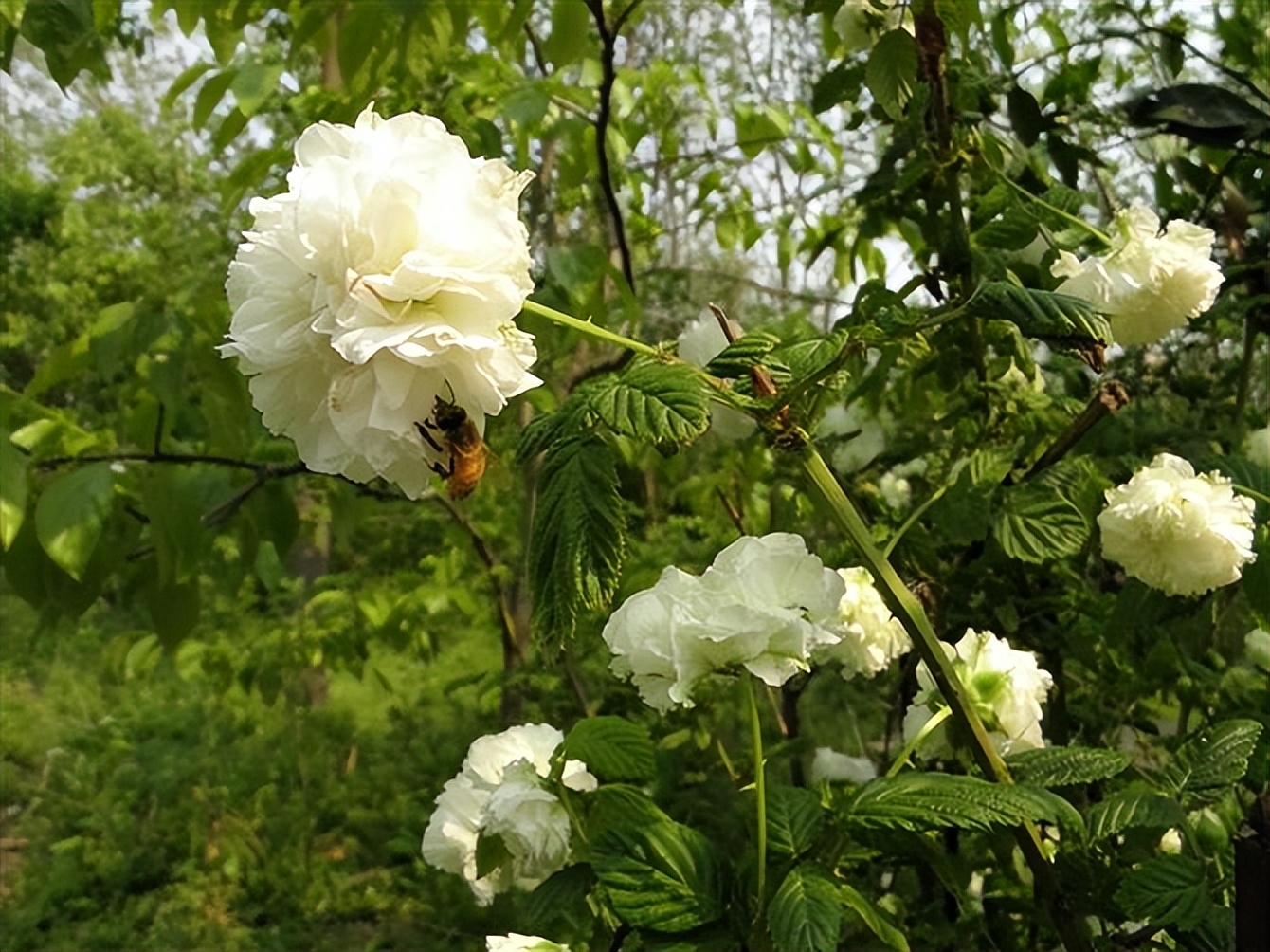 开到荼蘼背后含义,荼蘼的文化寓意是什么意思