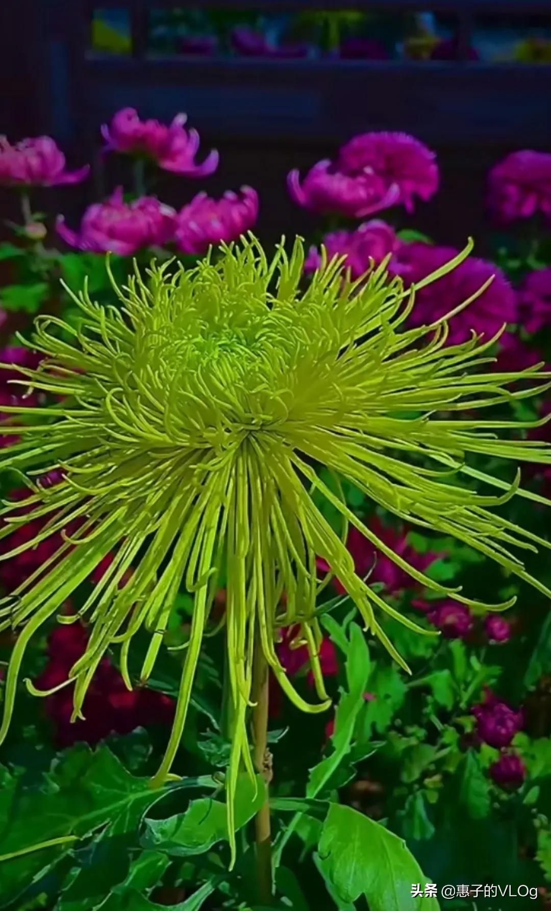 每朵花儿都有它盛开的意义,每一朵花开都有它的意义