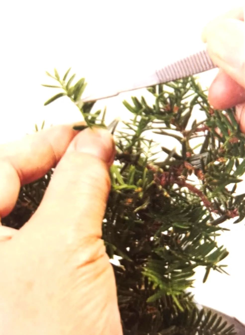 舍利红豆杉盆景,红豆杉老桩盆景怎么修剪