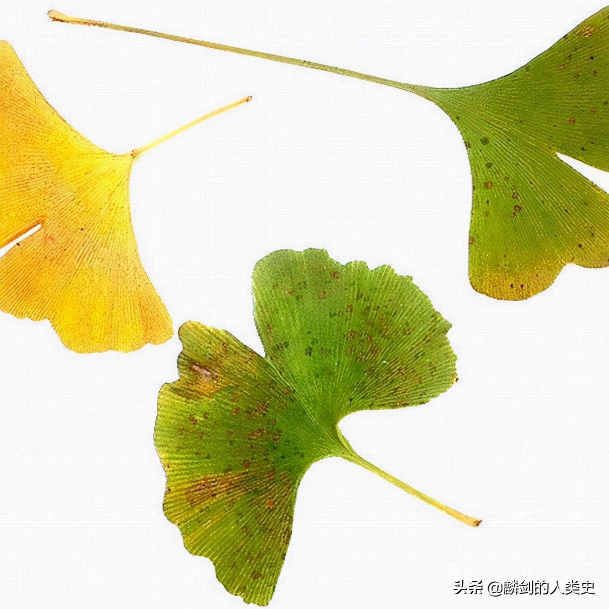 植物界的活化石银杏,植物界活化石银杏