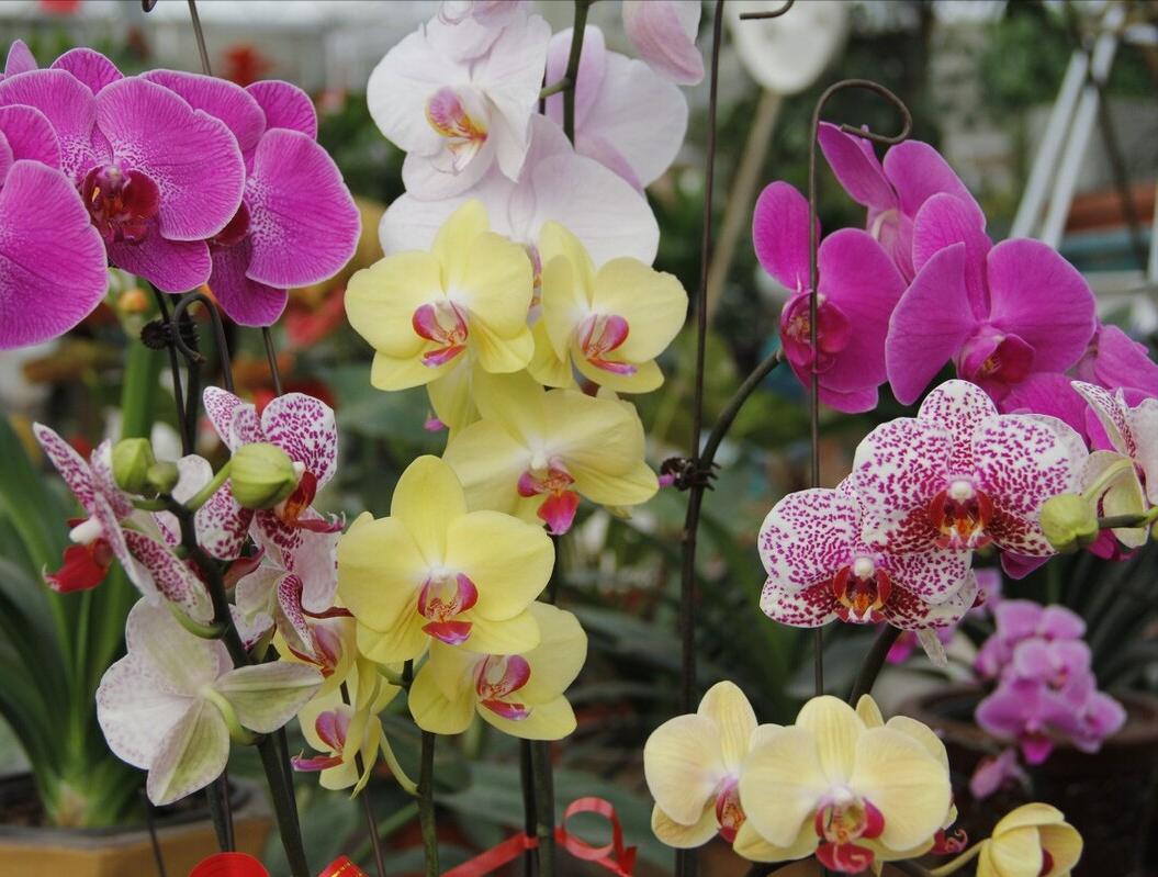 10种不怕晒的盆栽植物介绍一下,怕晒的十种花