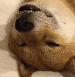 狗子犯困瞬间清醒,狗每天都在打瞌睡