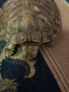 乌龟腐皮干养的正确方法,乌龟脖子腐皮怎么治最快