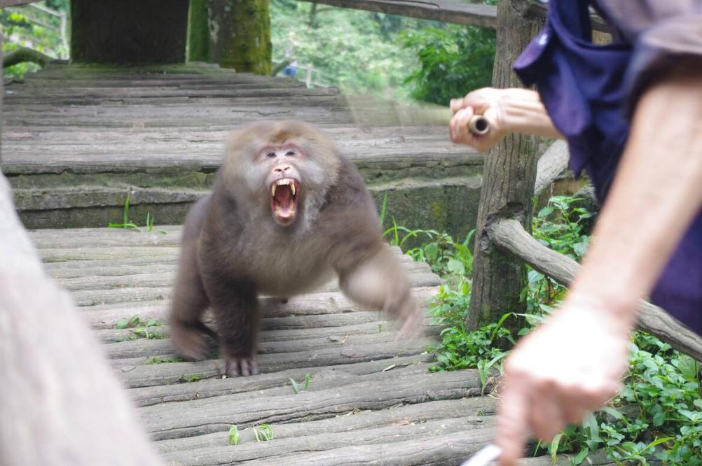 峨眉山“人猴大战”频发，路过的狗都得挨巴掌，这些猴子怎么了？