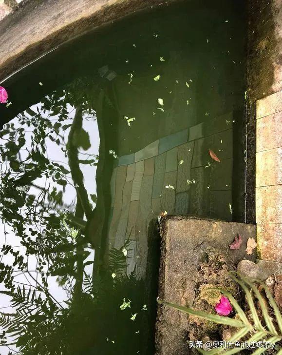 锦鲤鱼池该不该清除藻类,锦鲤鱼池绿藻多还用不用em菌