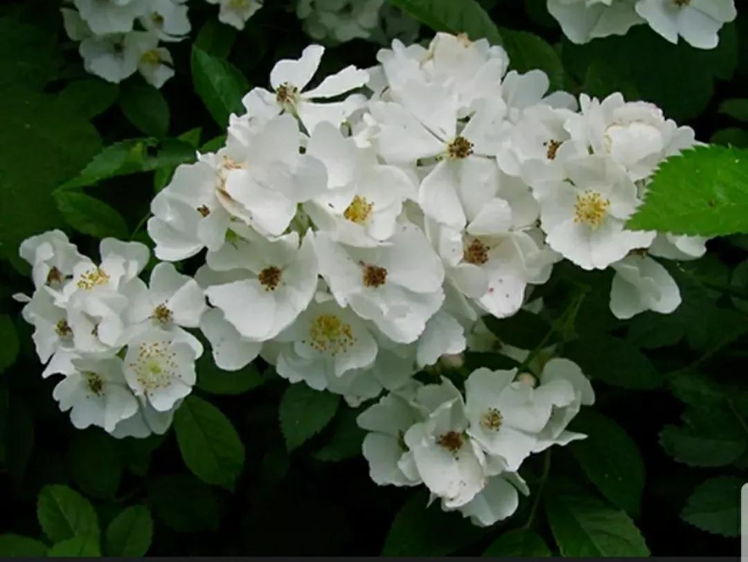 月季玫瑰蔷薇三姐妹的区别,月季蔷薇和玫瑰哪个更好看