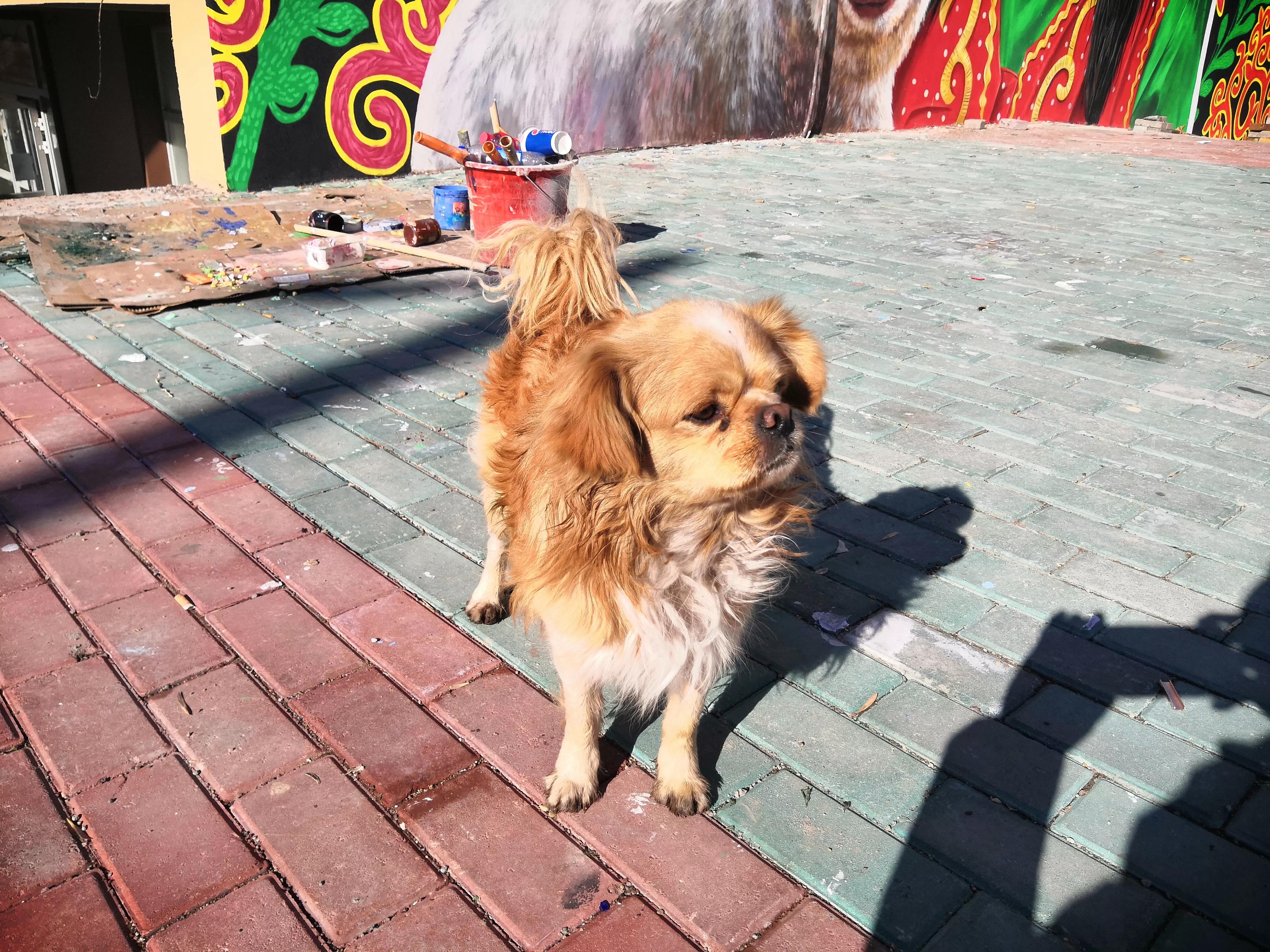 *疆新**，一个懂得艺术欣赏的狗