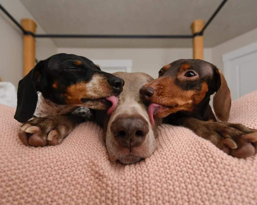 狗狗之间的6种交流方式,你全都知道吗?