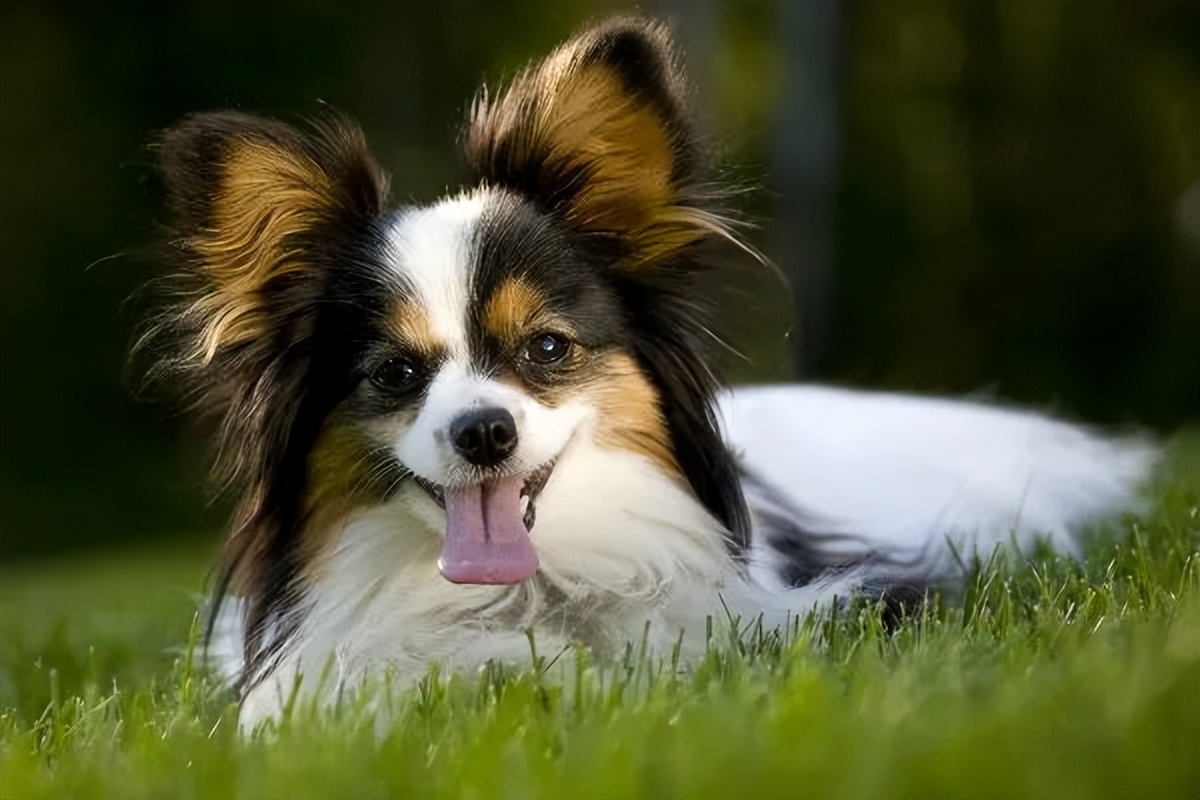 盘点世界十大最聪明的狗狗,全世界最聪明的狗狗十大排名榜