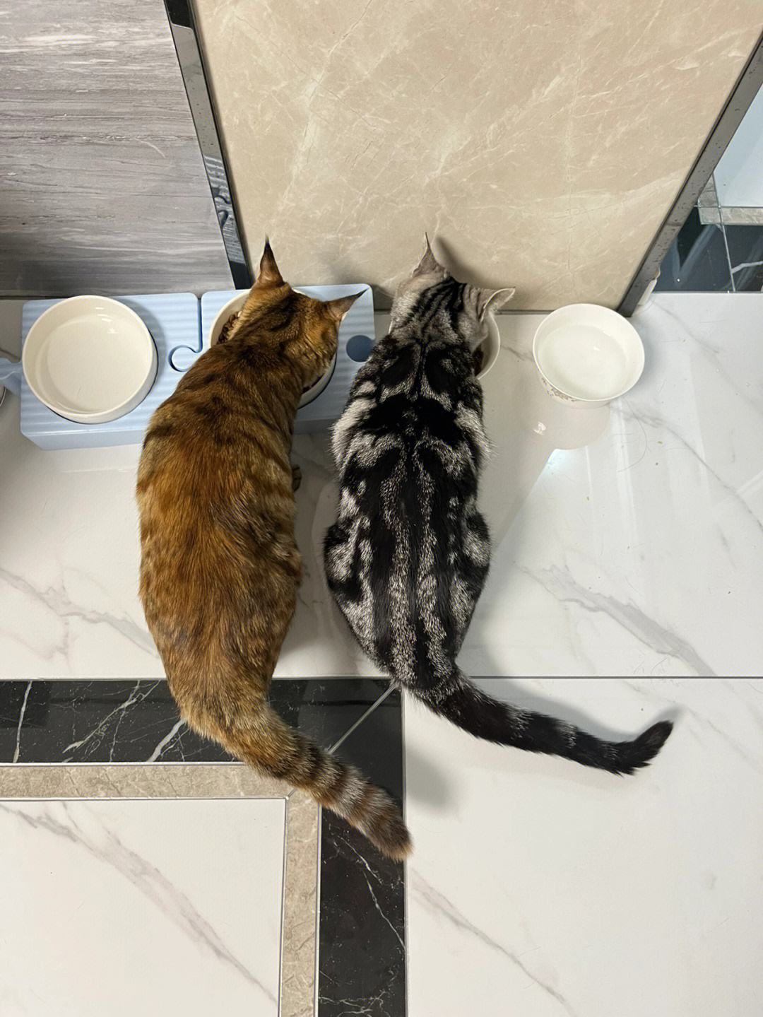 美短与狸花猫串串图片对比,美短和狸花猫生出来的猫是怎样的