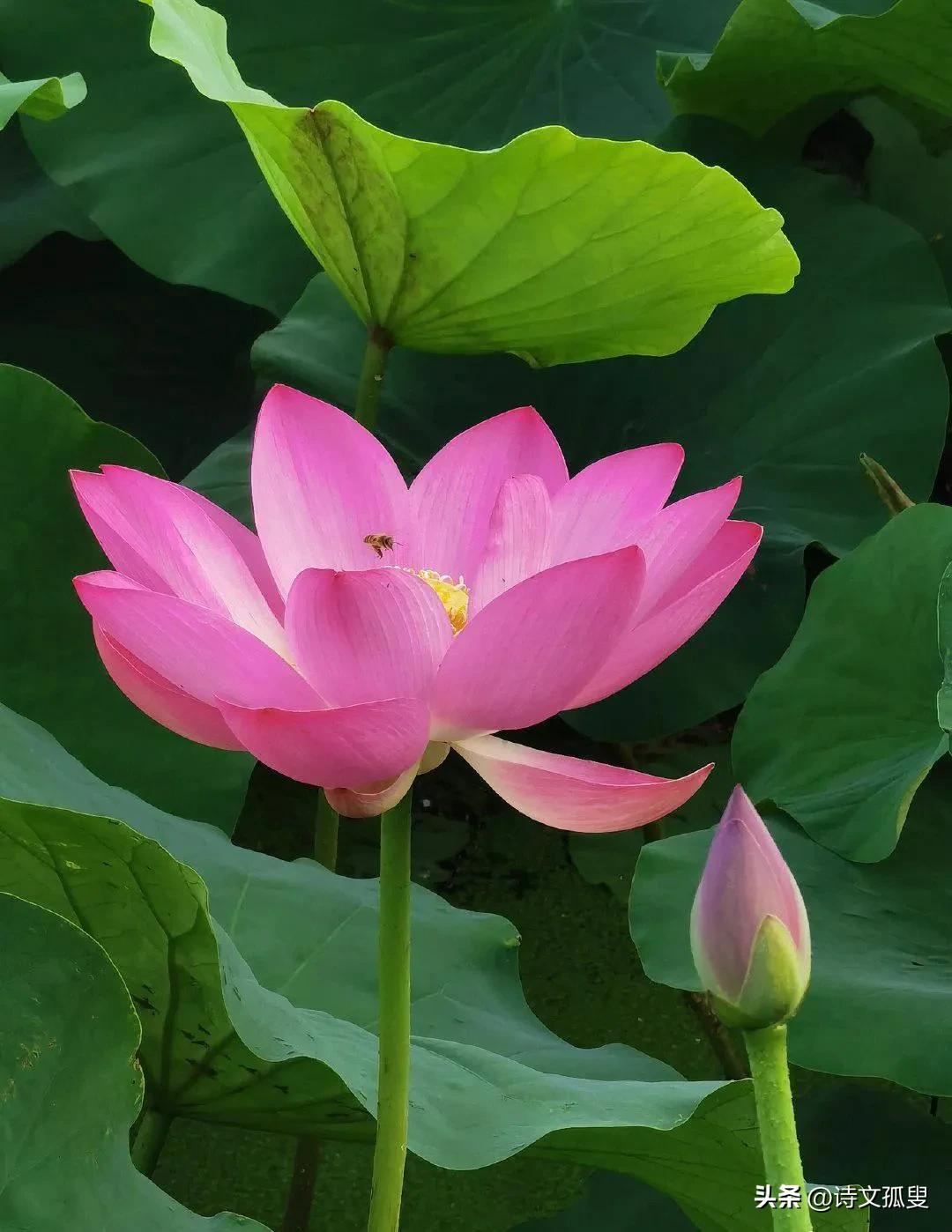 十首经典荷花古诗词名句,原创描写荷花的诗句古诗词