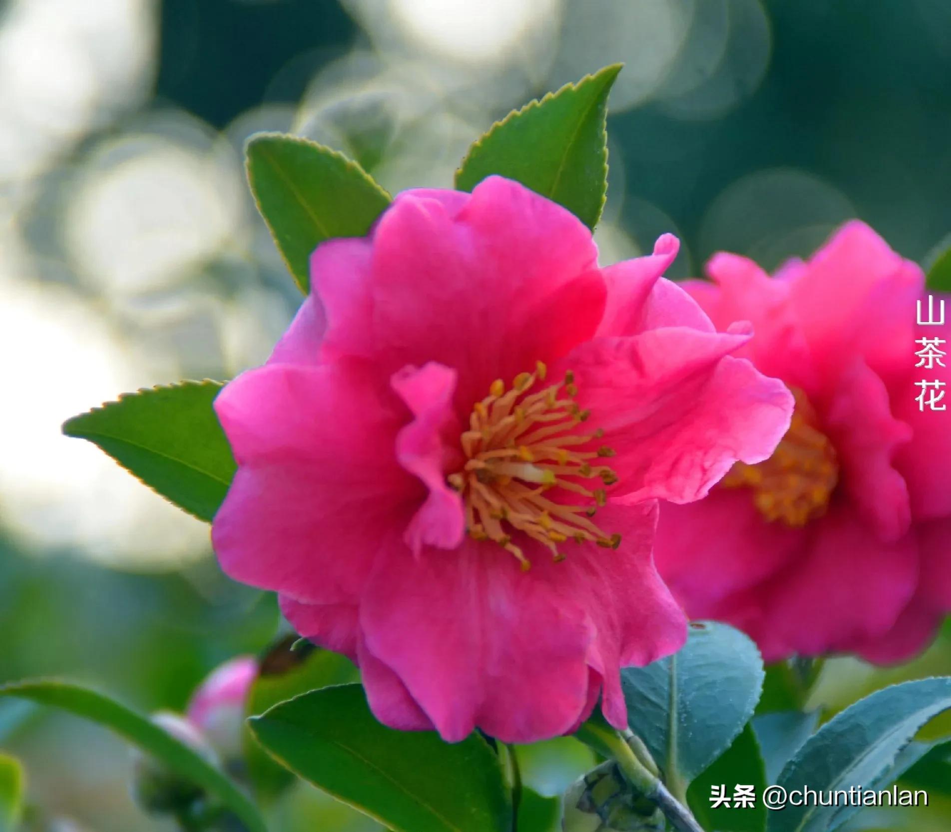 山茶花纯音乐,山茶花