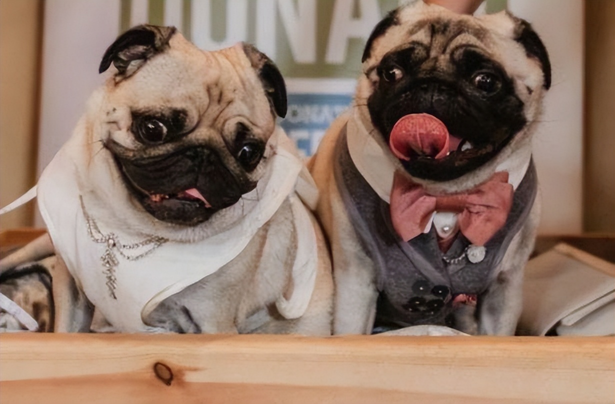 巴哥犬后腿无力是什么原因,巴哥犬不吃东西是怎么回事