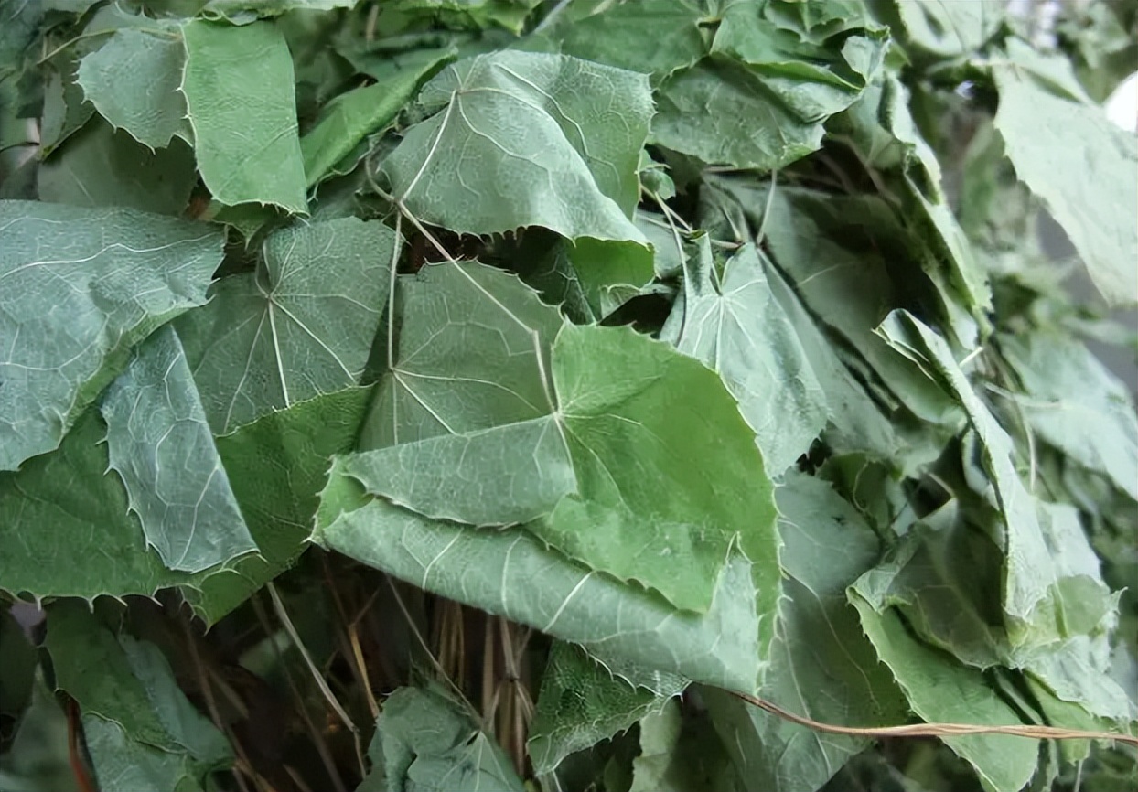 野生草药淫羊藿,地道特色药材淫羊藿