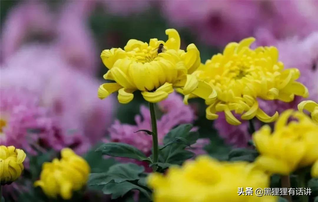 甄嬛传沈眉庄和甄嬛疏远,甄嬛传沈眉庄与甄嬛决裂