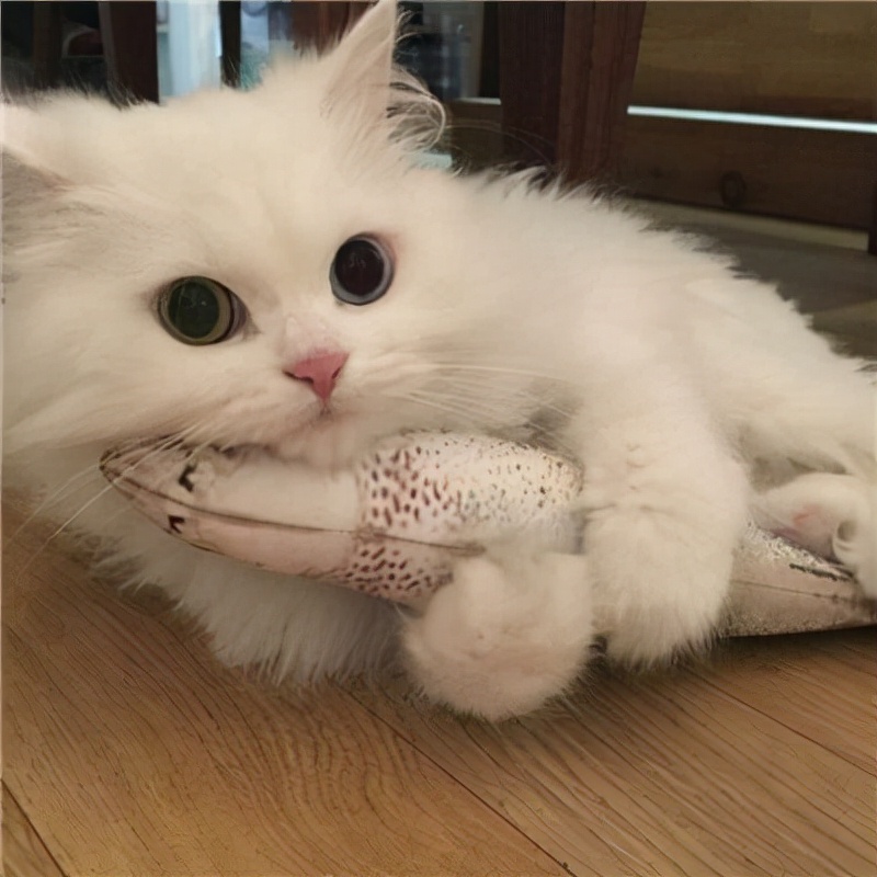 猫咪的性格会跟主人相像吗,猫咪有哪些特征代表它聪明