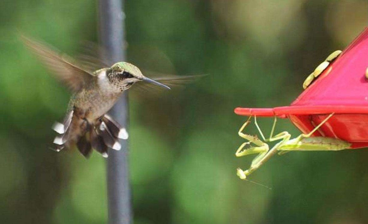 史上最凶残的昆虫,史上最凶残的五种昆虫