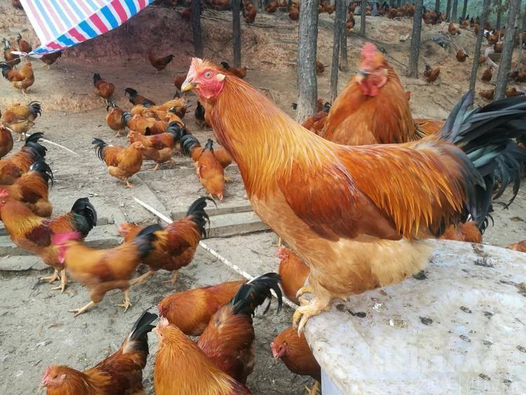 养鸡场养鸡怎么喂鸡才让鸡肠道好,科学养鸡如何养好鸡