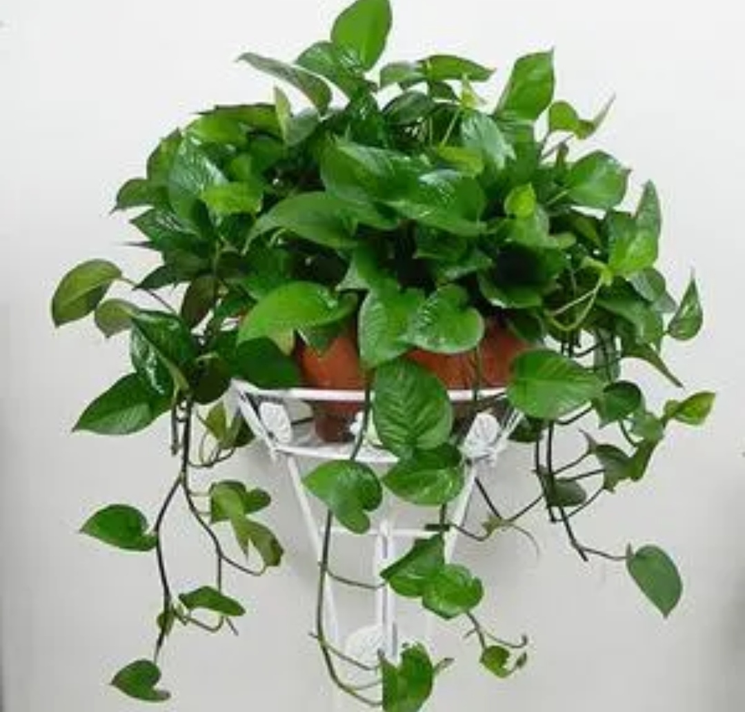 绿萝出现黄叶是什么情况,绿萝有黄叶子是什么原因造成的