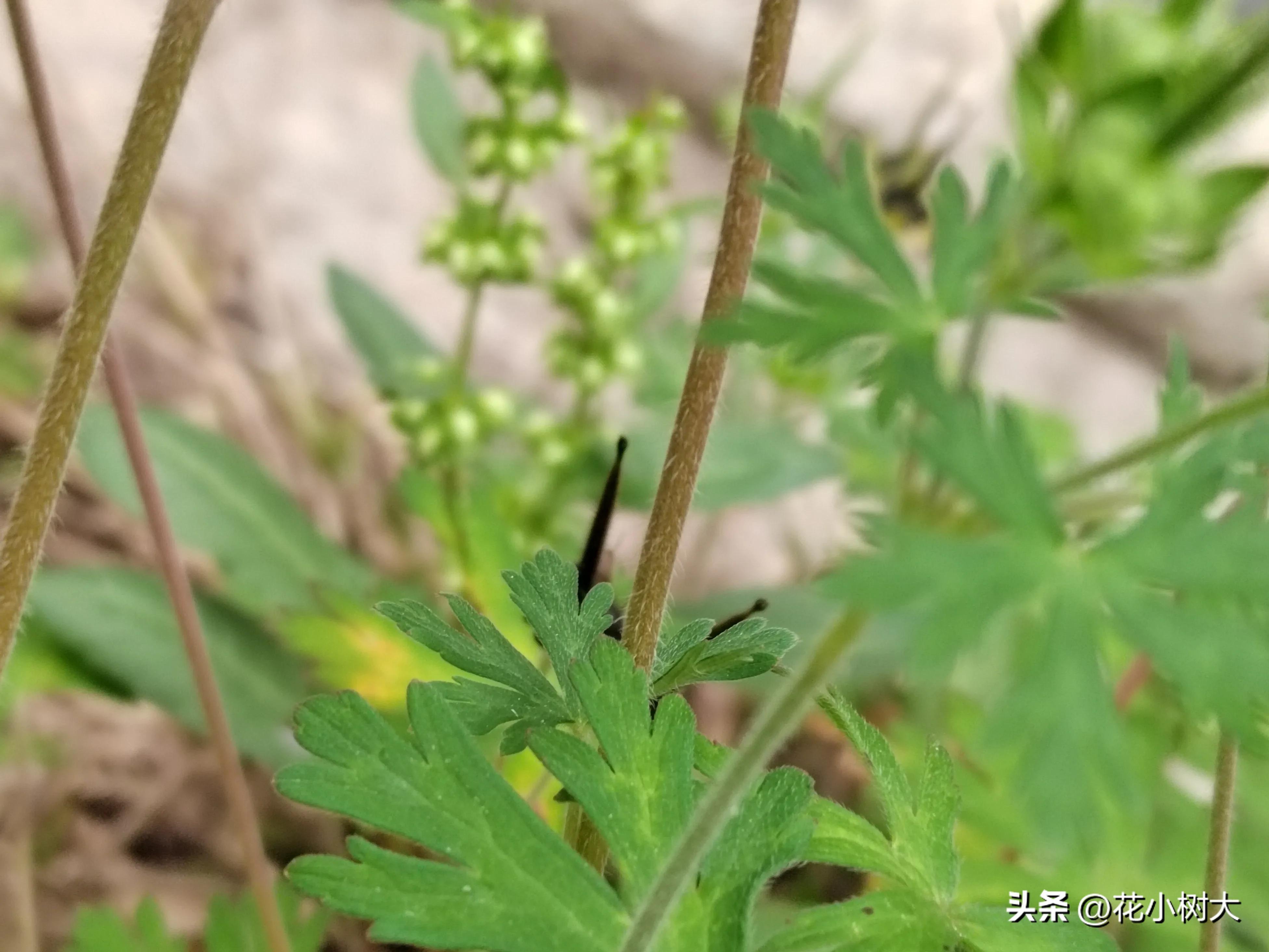 野生老鹳草苗,野生老鹳草视频