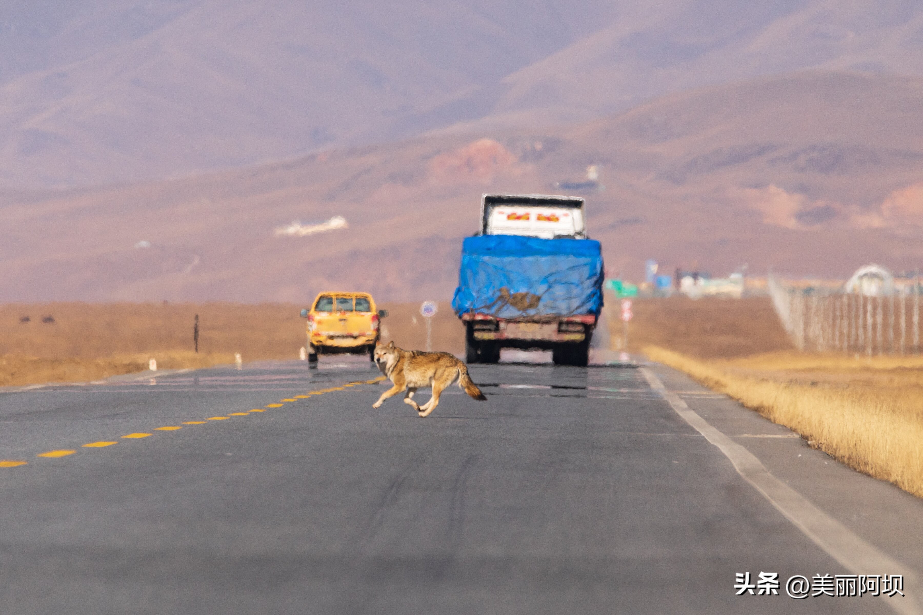 景区推荐附近动物,适合乡村景区动物推荐