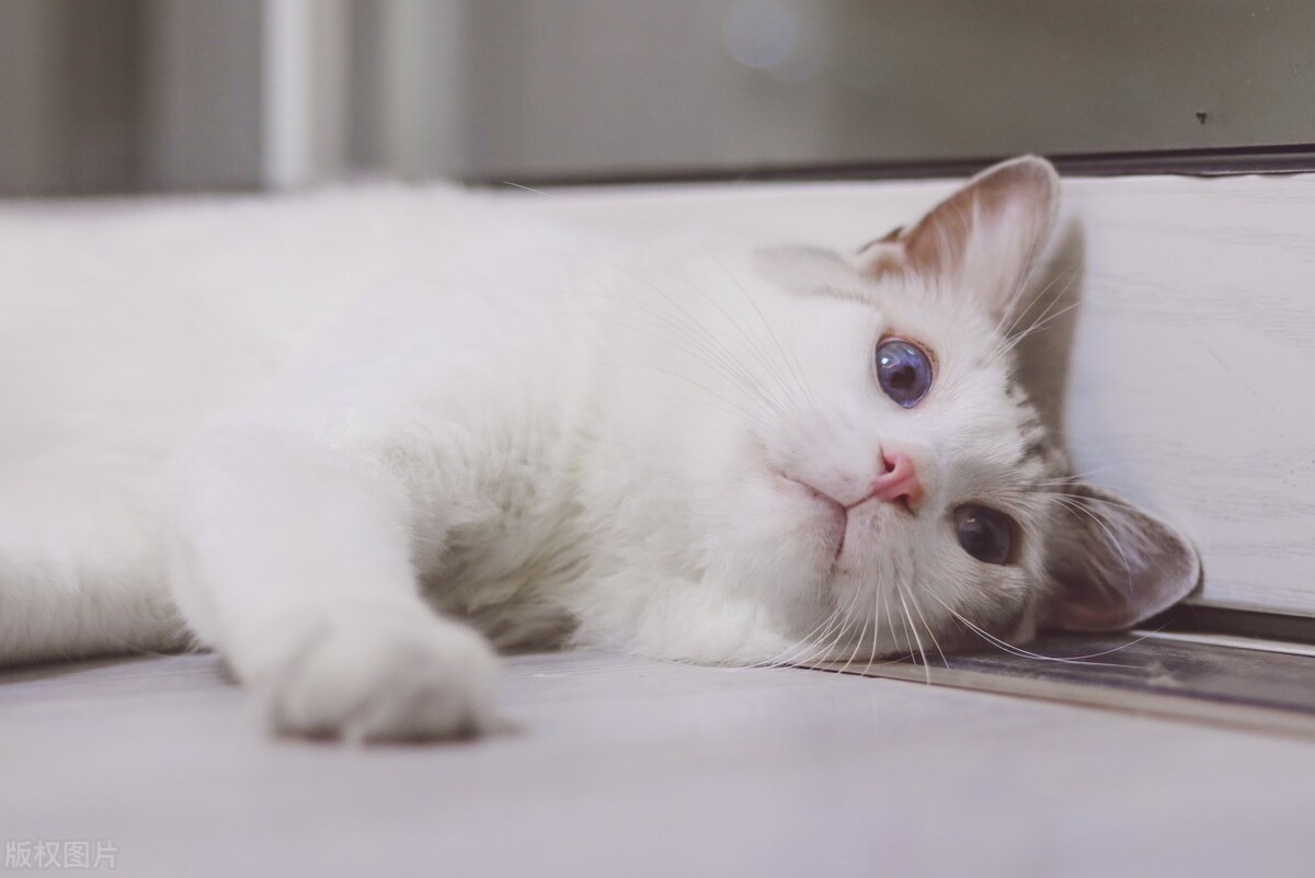 猫没食欲精神差吐黄水有泡沫,猫吐黄水里面有虫子要怎么办