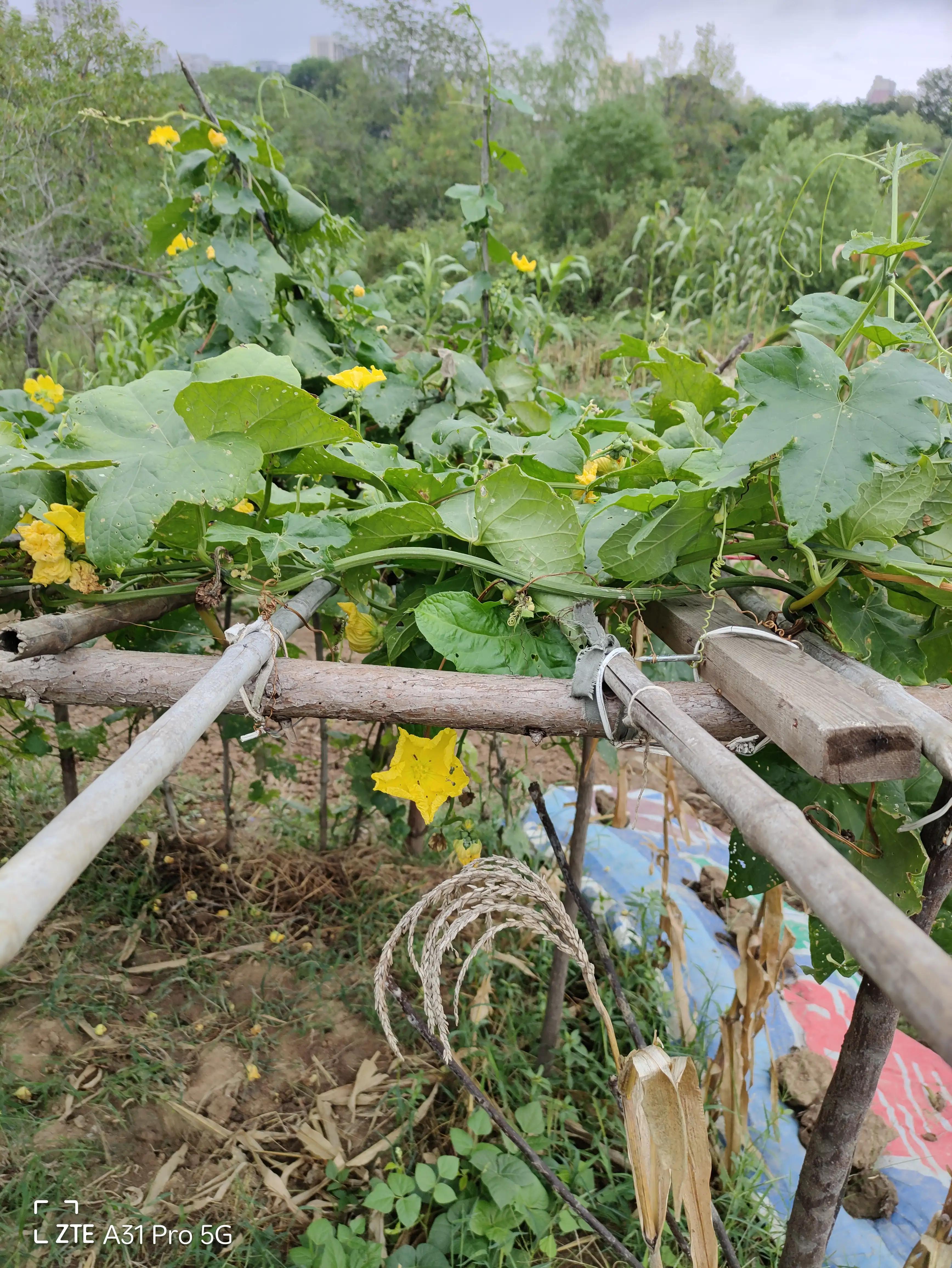落花生的原名,落花生是什么意思