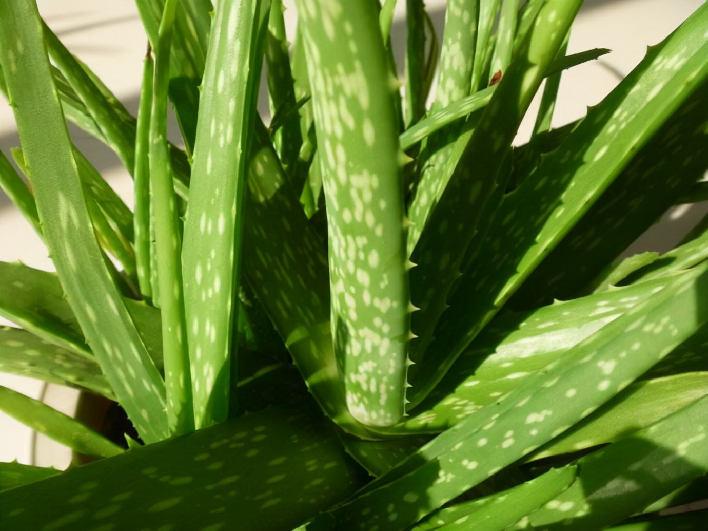 喜欢养花的人更养人,喜欢养花的能不能养猫