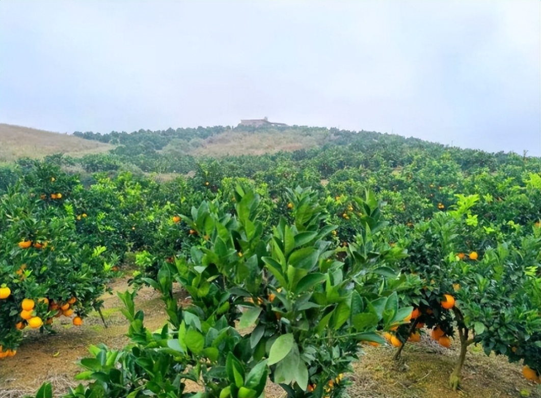 农业产业周报|中国一拖、优然牧业、云天化、明康汇最新动态