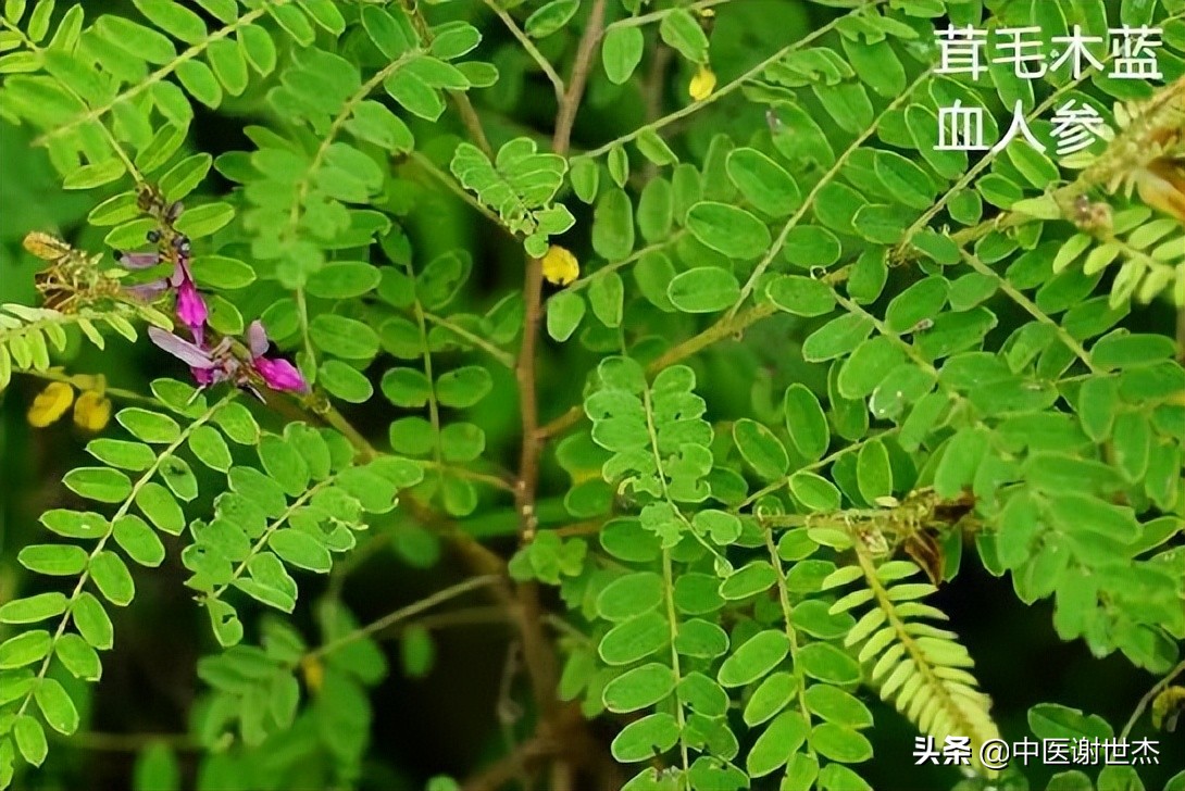 一个大补气血的食疗方只需两味药,补气血又滋阴补阳的中药方