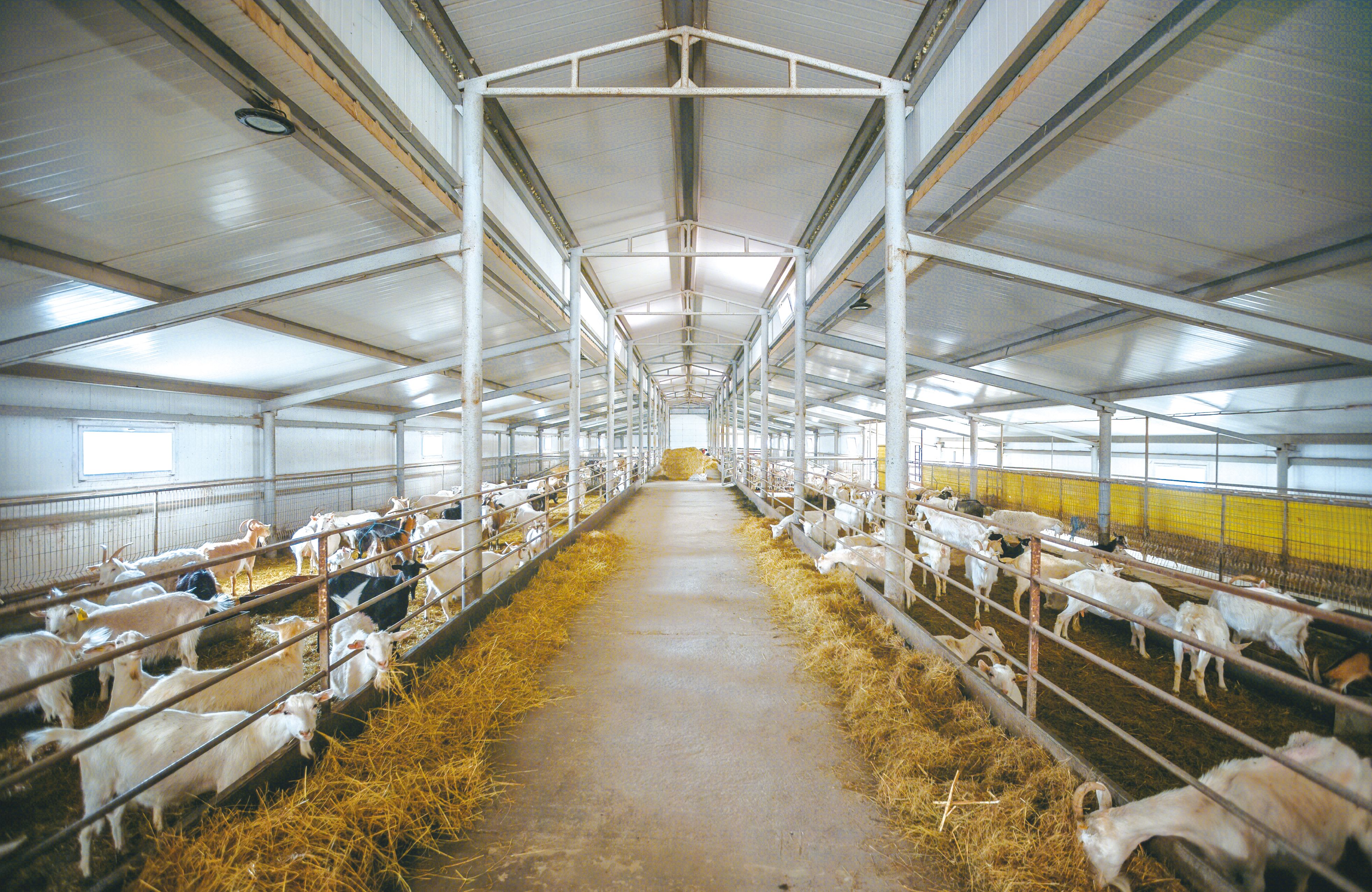 散养的山羊怎么长肉快,山羊的品种改良及科学饲养技术