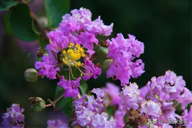 四季最好养的10种花,夏天室外小花园适合种什么花