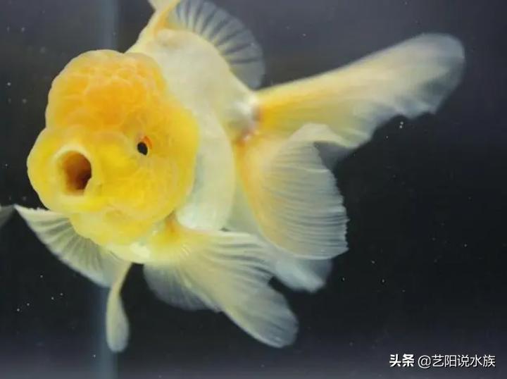 什么金鱼适合新手养的,新手比较适合养的金鱼