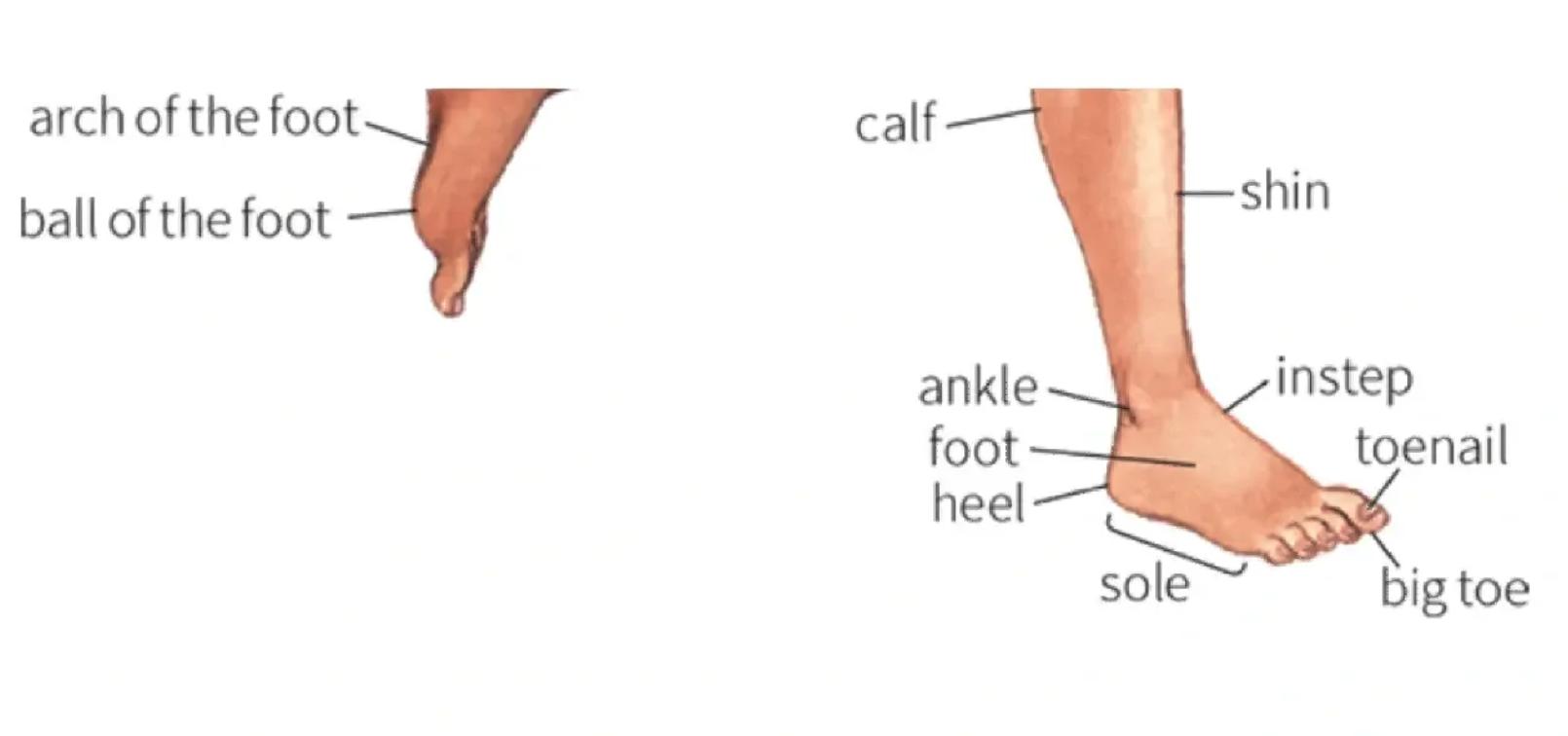 图文并茂的鞋靴领域术语字典,鞋靴专业术语