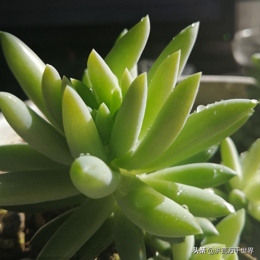 多肉植物千佛手长成老桩要多久,千佛手多肉植物属于仙人掌吗