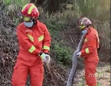 工地挖出3条大蟒蛇,深圳南山区蟒蛇