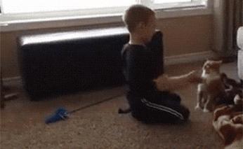 如何给猫猫做品种认证,如何通过科学实验提升猫的智商