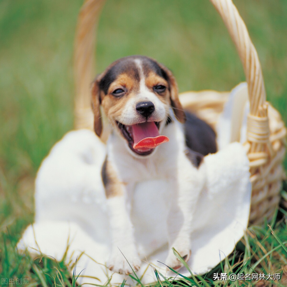 给狗狗起霸气的名字,狗狗霸气又稀有的名字