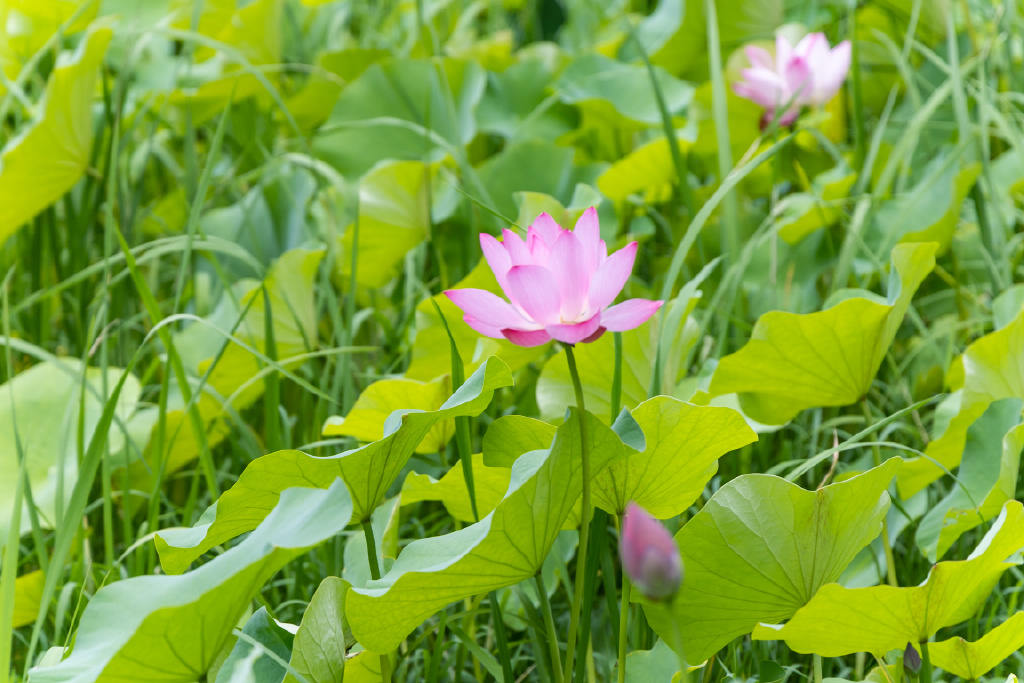 常熟沙家浜夏天游玩,沙家浜体验项目