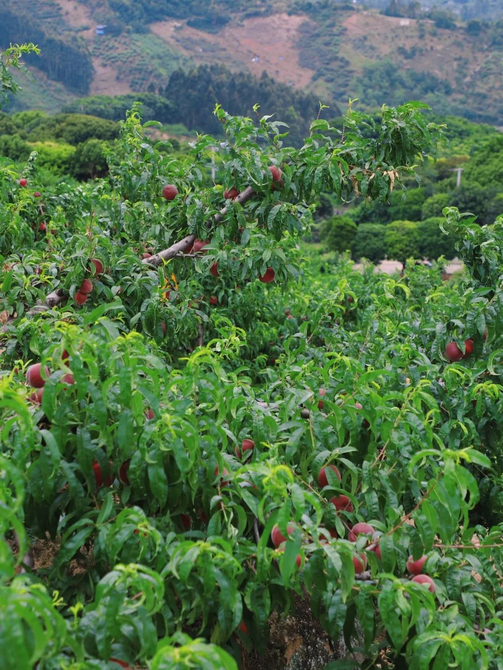 “min”甜爆汁！西瓜、蓝莓、桃子......彭州今夏水果新鲜开摘喽