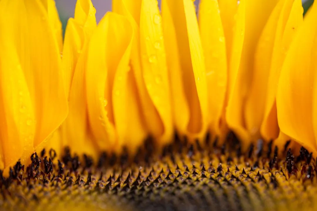 老蛙9mm全画幅镜头评测,老蛙100mmf2.8与2.9微距镜头