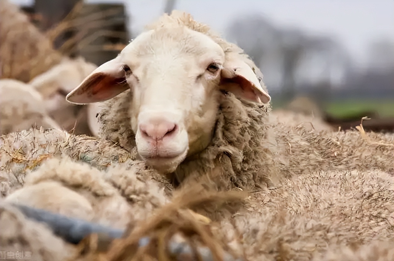 纤维素酶在农业上的应用图片,纤维素酶在膨化食品中应用