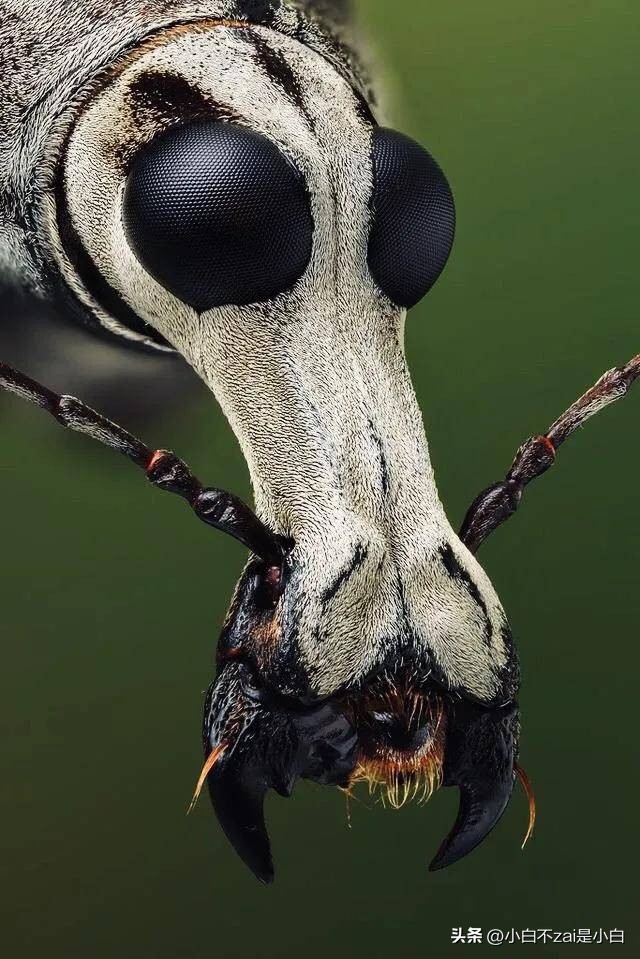 显微镜观察昆虫脸视频,昆虫在显微镜下的真正面目