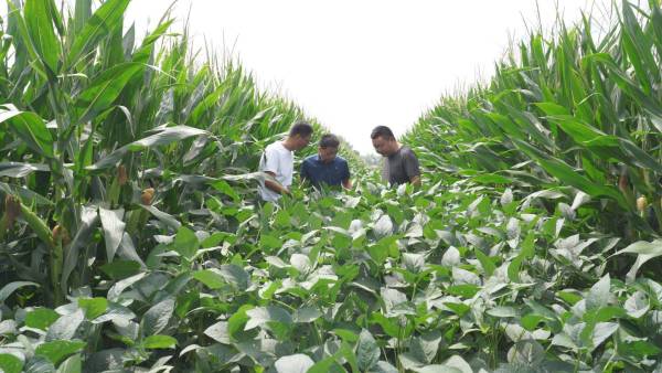 卡脖子美国,美国会不会停止对中国出口大豆