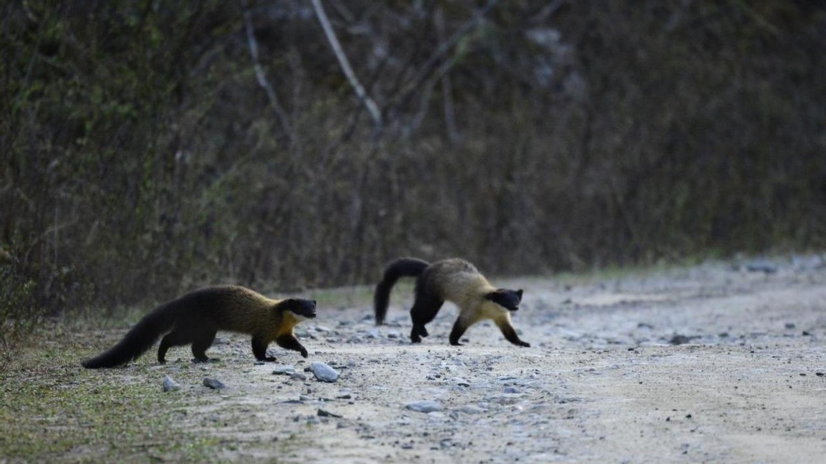 湖北出现“羌仔虎”，体型如狐外表可爱，却能单挑猴子猎杀野猪